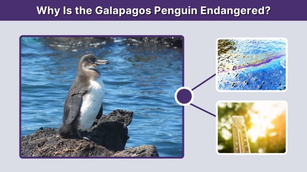 Why Is the Galapagos Penguin Endangered?