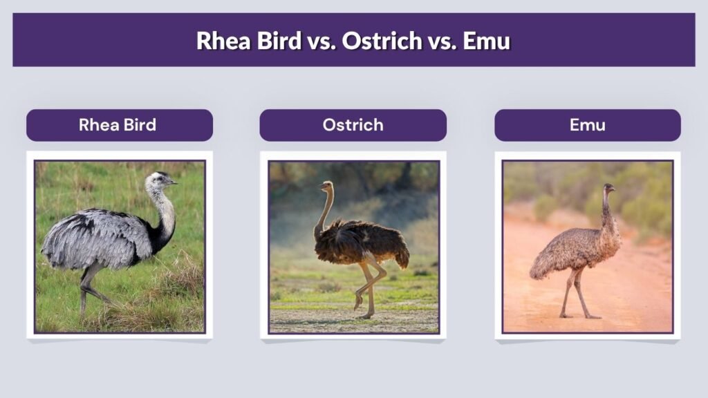 Rhea Bird vs. Ostrich vs. Emu