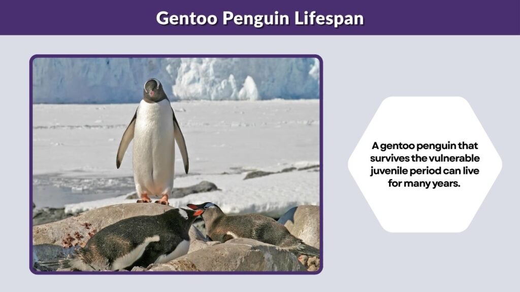 Gentoo Penguin Lifespan