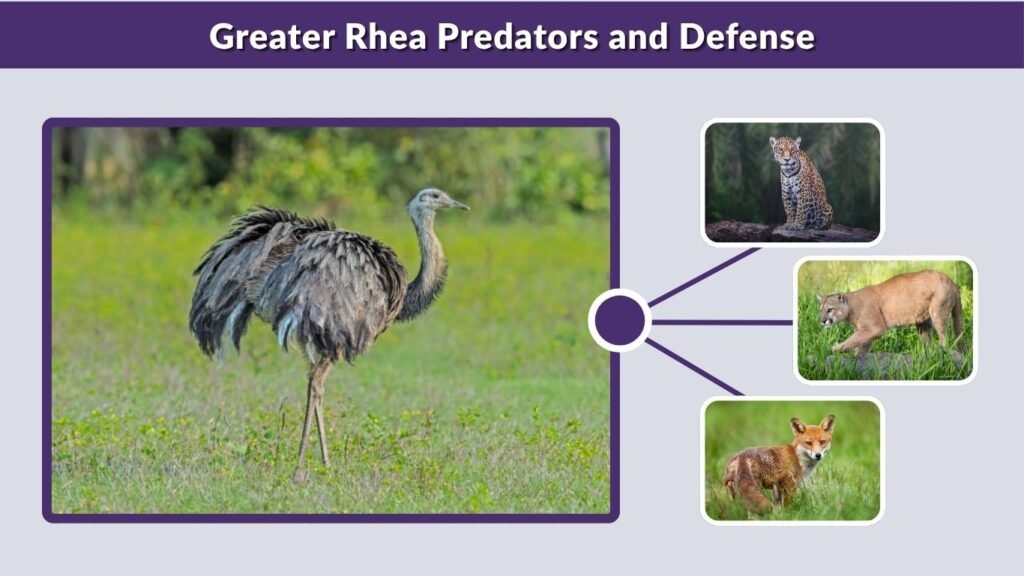 Greater Rhea Predators and Defense