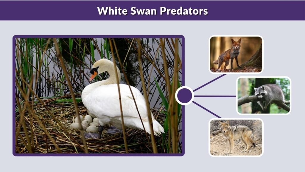 White Swan Predators
