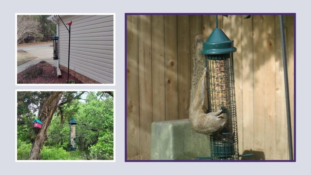 Squirrel Buster Classic Squirrel-Proof Bird Feeder