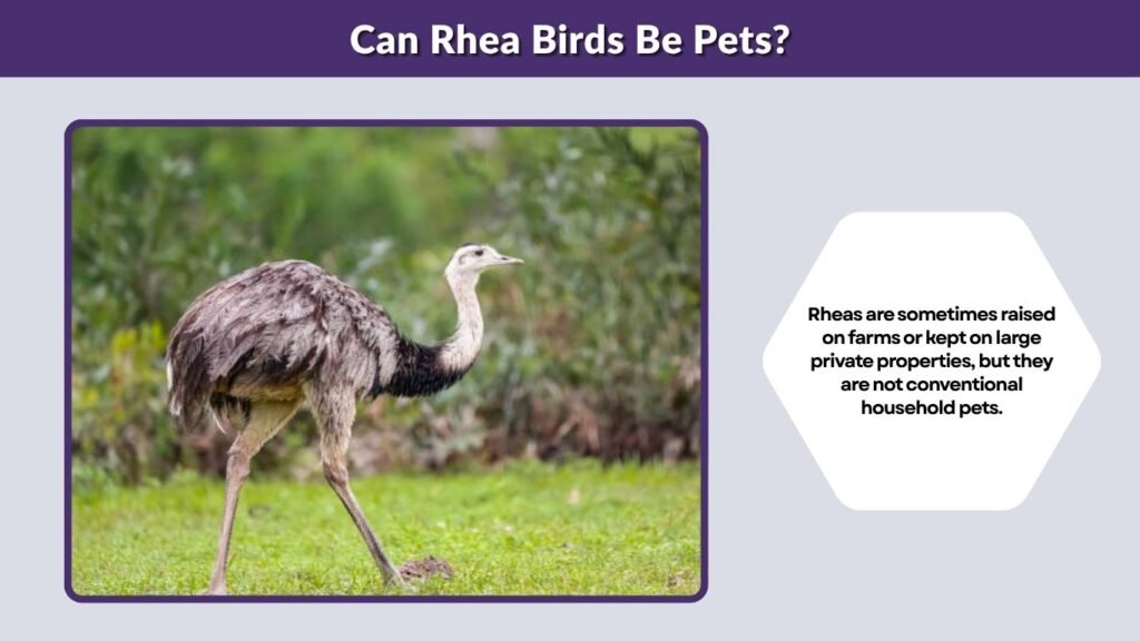Can Rhea Birds Be Pets?