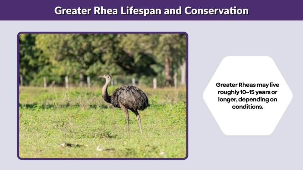 Greater Rhea Lifespan and Conservation