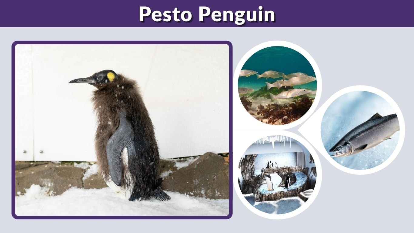 Pesto Penguin: Why Is He So Big? Full Story & Facts
