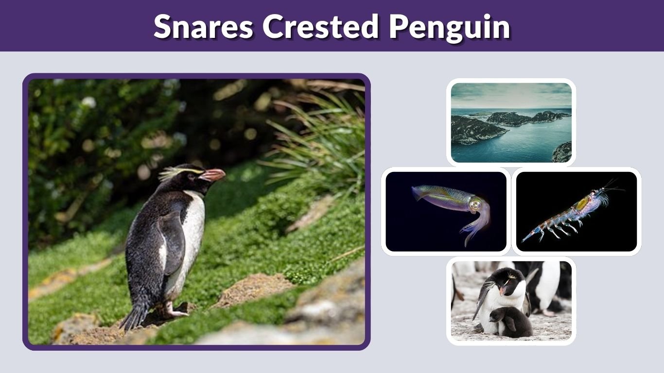 Snares Crested Penguin: Facts, Habitat, Diet & Life Cycle