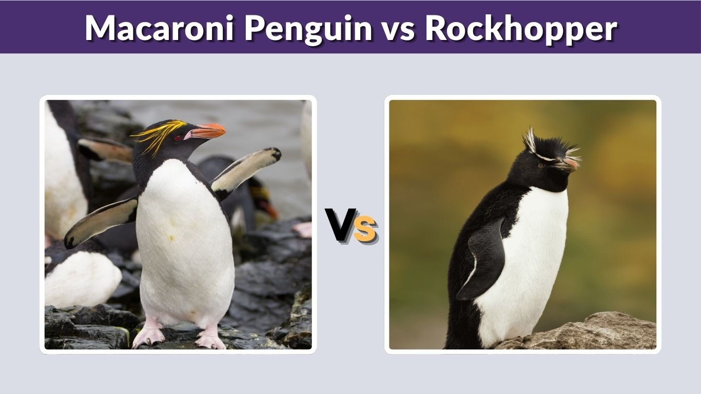 Macaroni Penguin vs Rockhopper: Key Differences