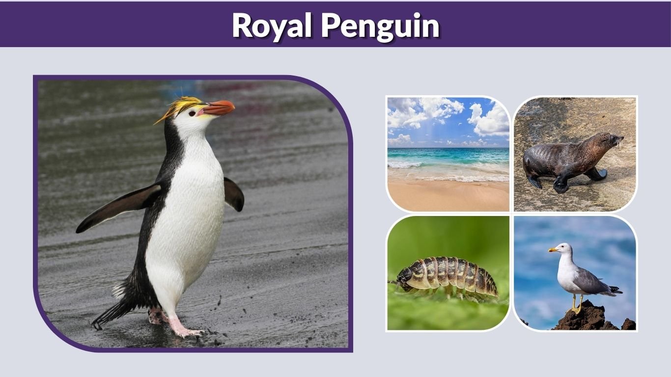 Royal Penguin: Facts, Habitat, Diet, Size and Lifespan