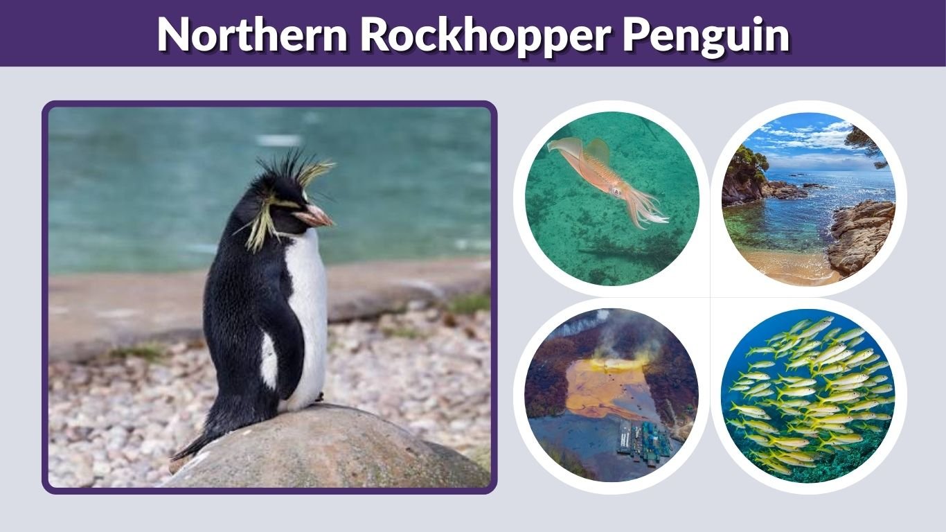 Northern Rockhopper Penguin: Facts, Habitat, Diet & Size