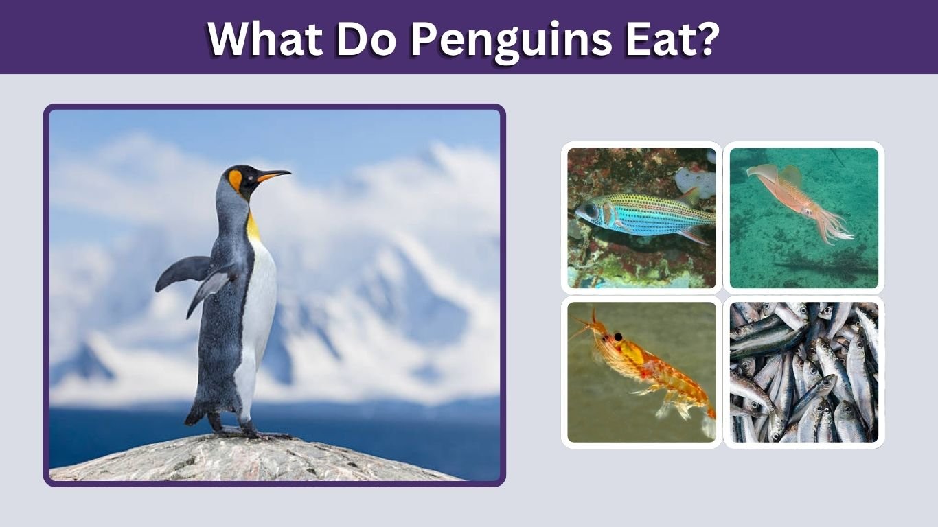 What Do Penguins Eat? 10 Best Foods in Their Diet