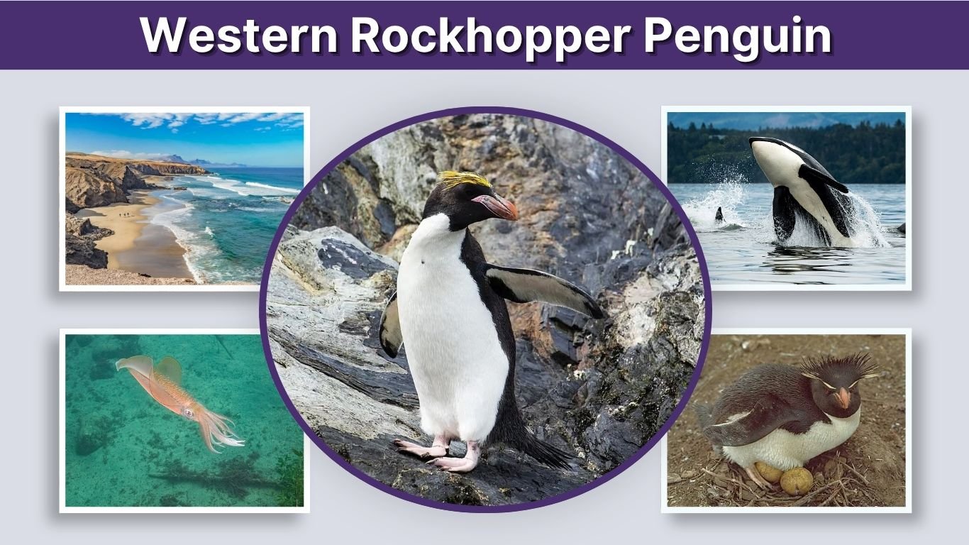 Western Rockhopper Penguin: Habitat, Diet and Facts