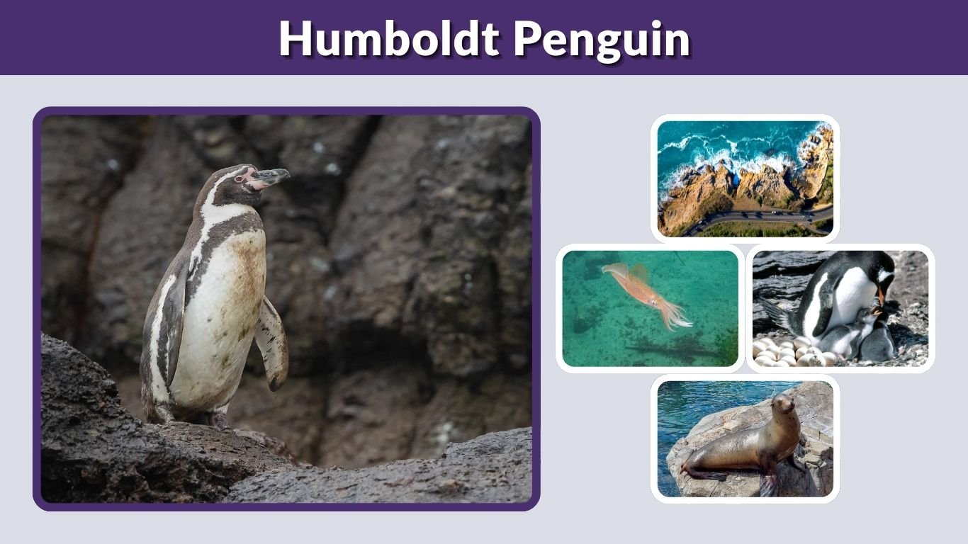 Humboldt Penguin: Habitat, Diet, Lifespan & Facts