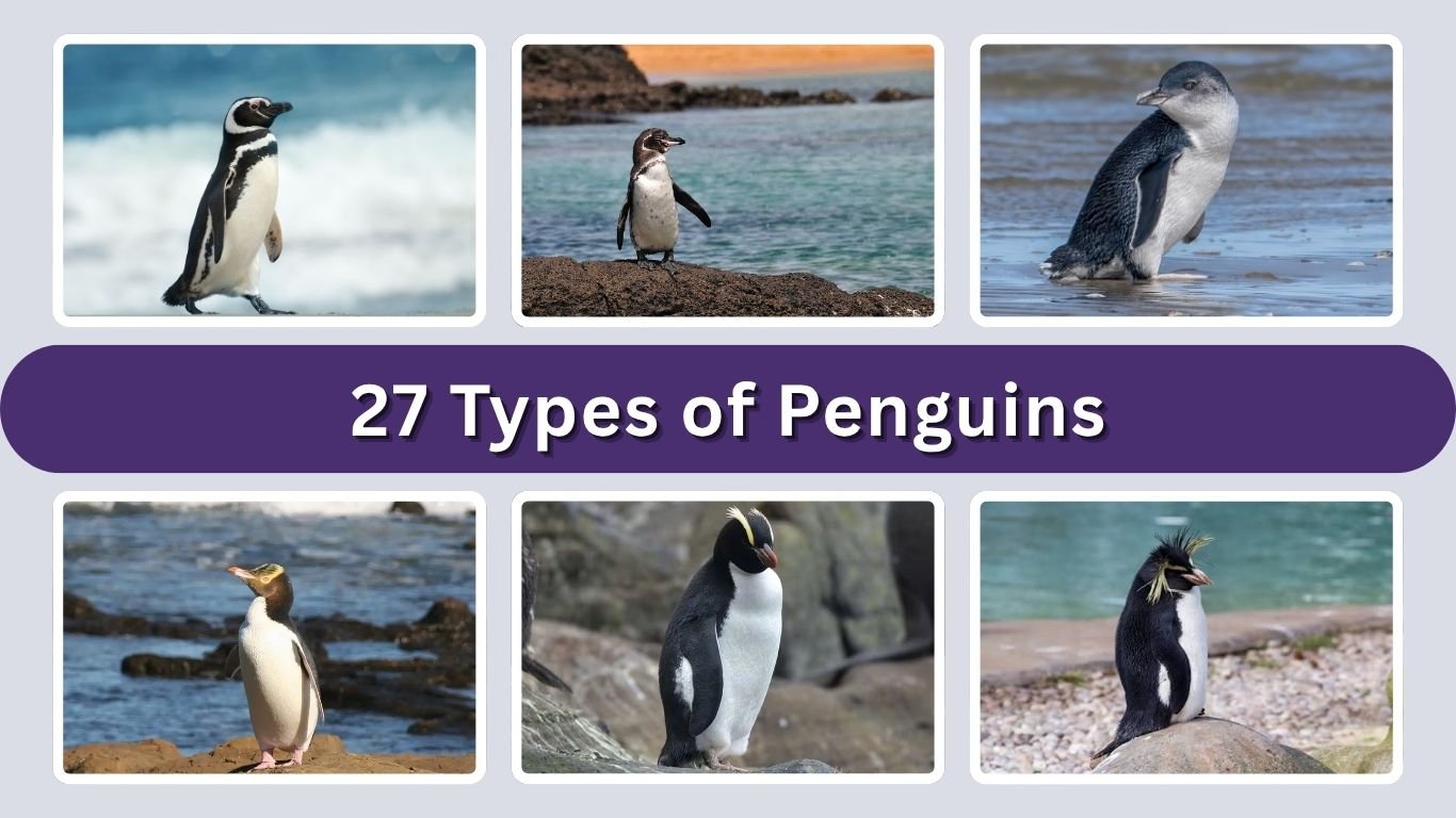 27 Types of Penguins: Names, Identification and Facts