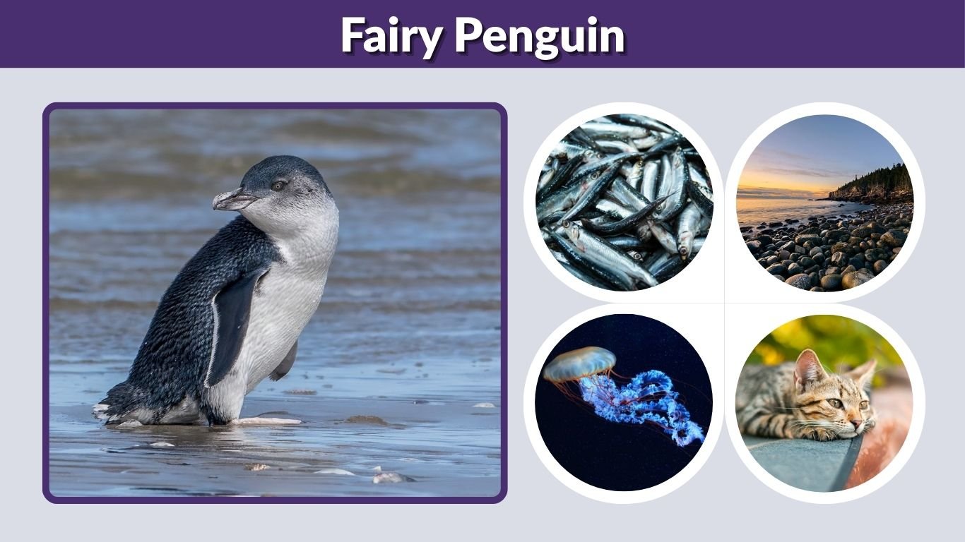 Fairy Penguin: Size, Habitat, Diet, Life Cycle & Facts