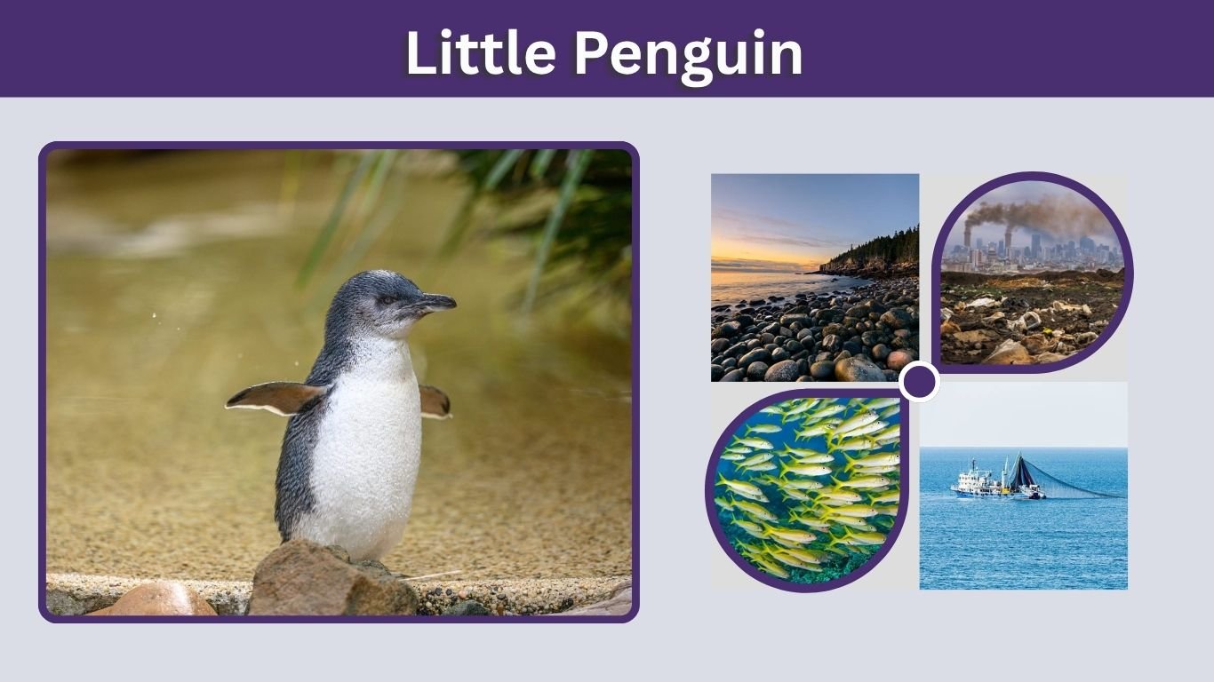Little Penguin: Facts, Size, Habitat, Diet & Life Cycle