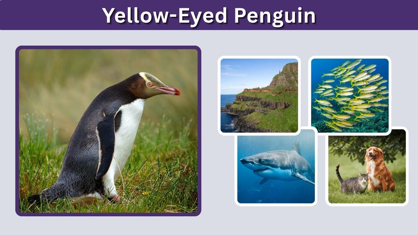 Yellow-Eyed Penguin: Facts, Habitat, Diet and Life Cycle