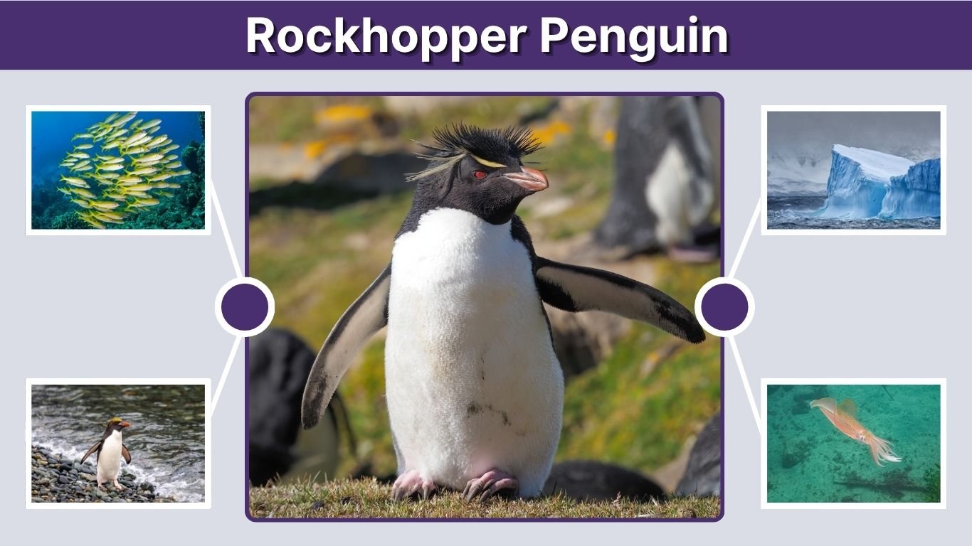 Rockhopper Penguin: Habitat, Diet, Size & Facts