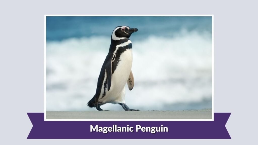  Magellanic Penguin