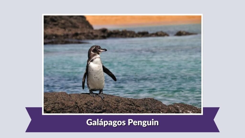 Galápagos Penguin
