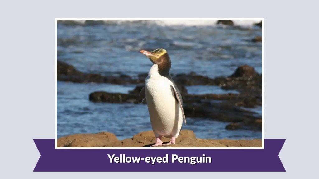 Yellow-eyed Penguin