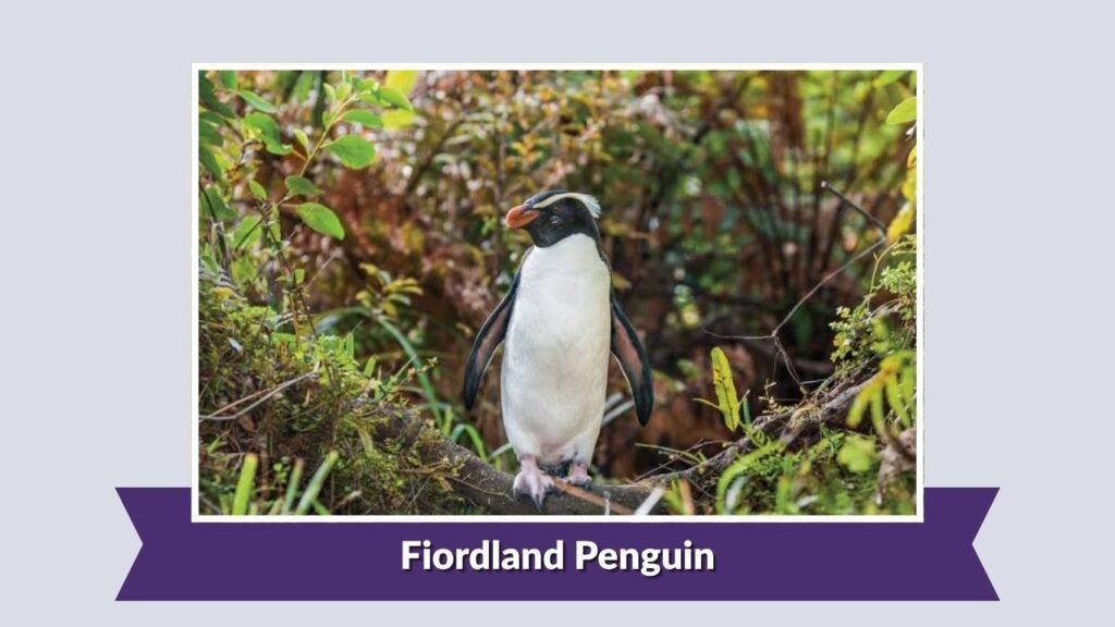 Fiordland Penguin