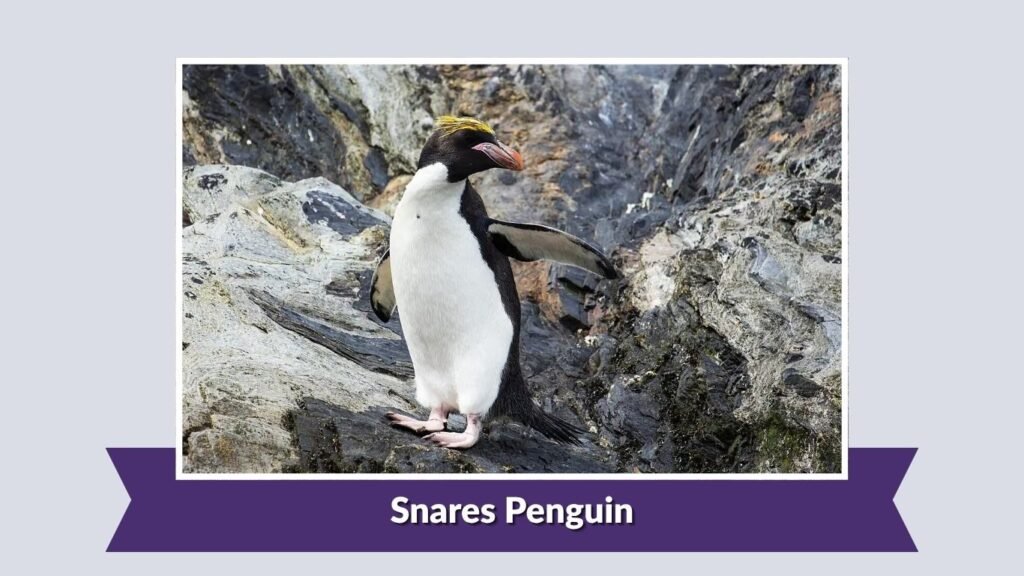 Snares Penguin