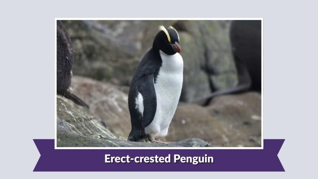 Erect-crested Penguin