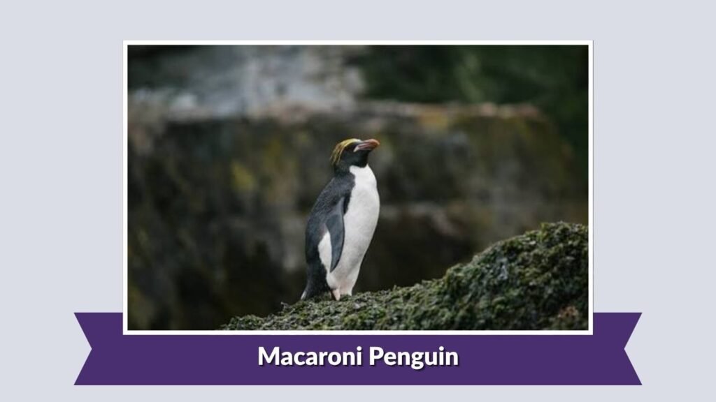  Macaroni Penguin