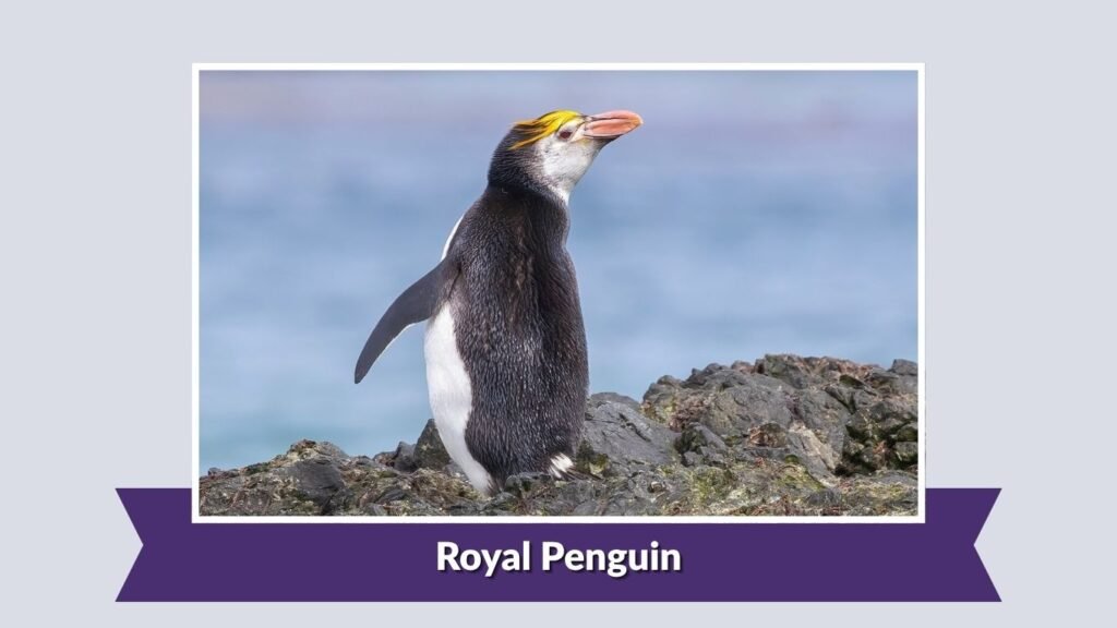  Royal Penguin