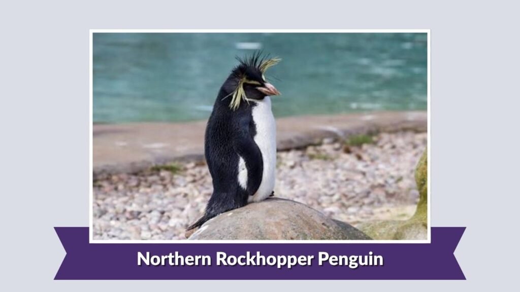 Northern Rockhopper Penguin