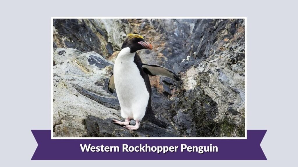  Western Rockhopper Penguin