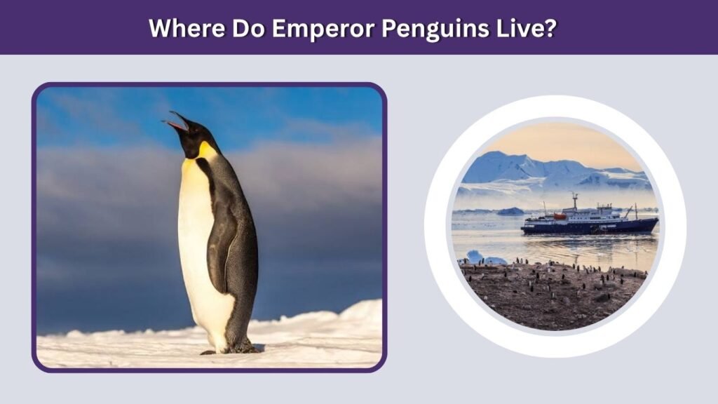 Where Do Emperor Penguins Live?