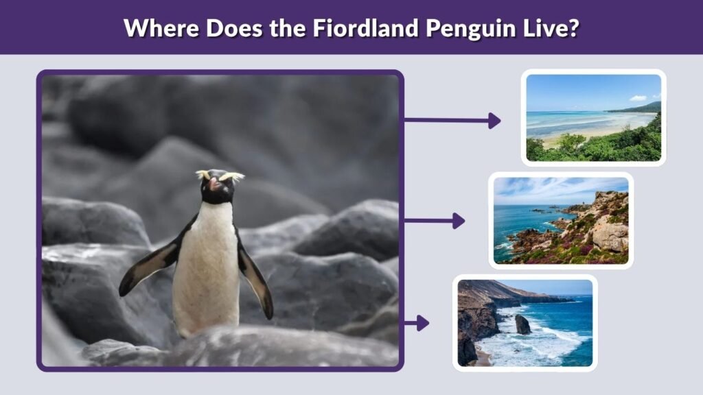 Where Does the Fiordland Penguin Live?