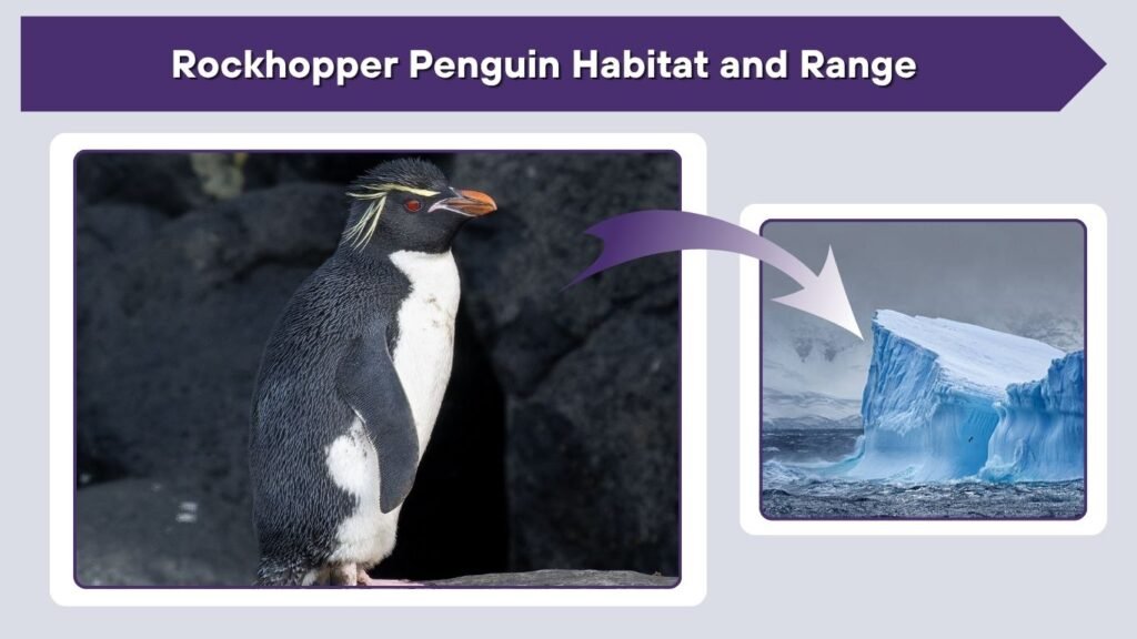 Rockhopper Penguin Habitat and Range