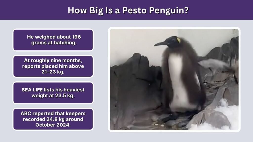 How Big Is a Pesto Penguin?