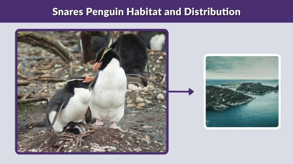 Snares Penguin Habitat and Distribution