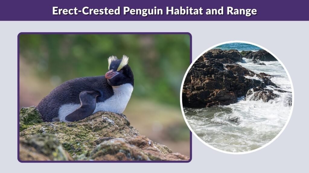 Erect-Crested Penguin Habitat and Range