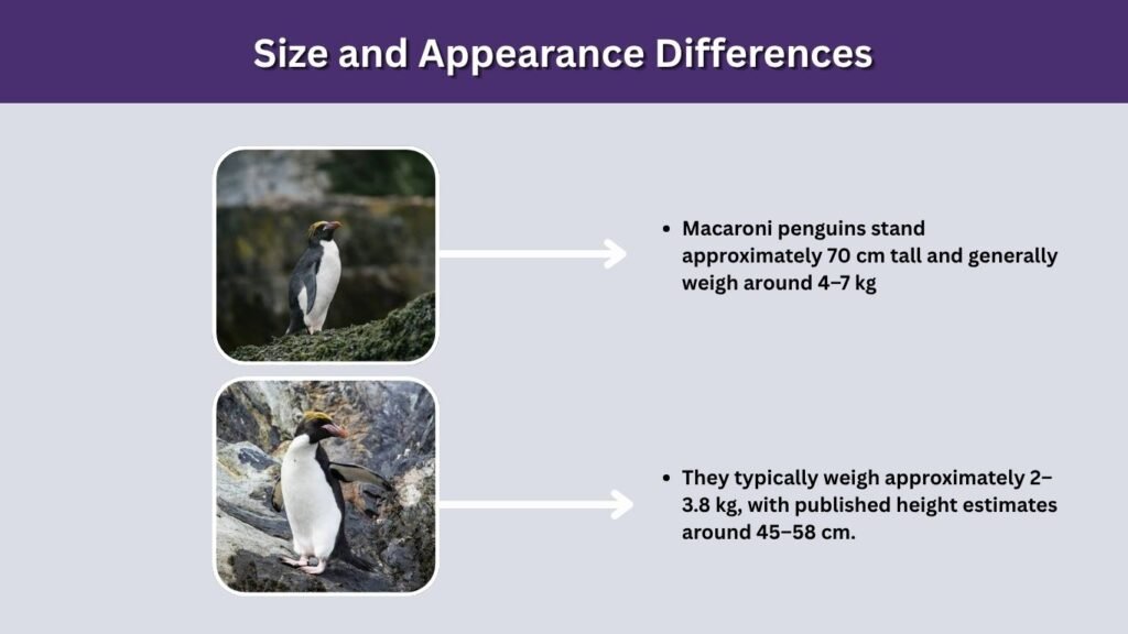 Size and Appearance Differences