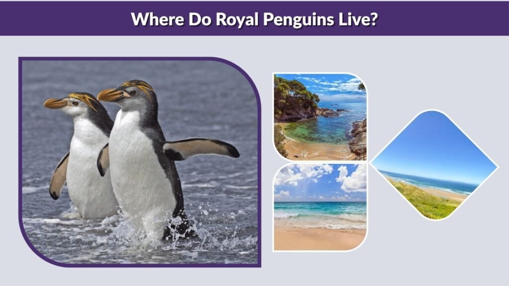 Where Do Royal Penguins Live?