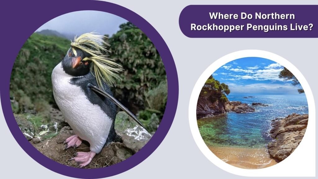 Where Do Northern Rockhopper Penguins Live?