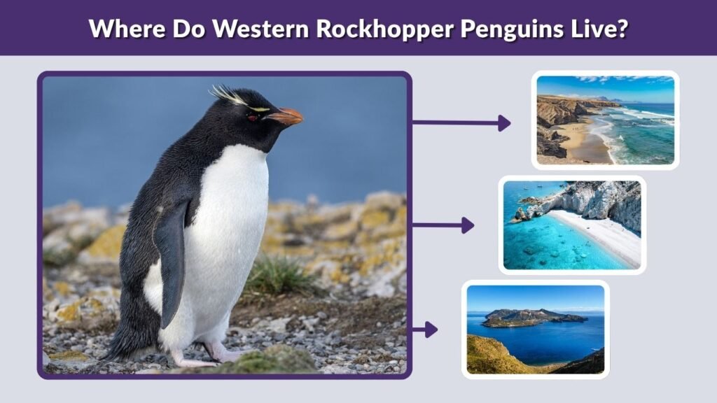 Where Do Western Rockhopper Penguins Live?