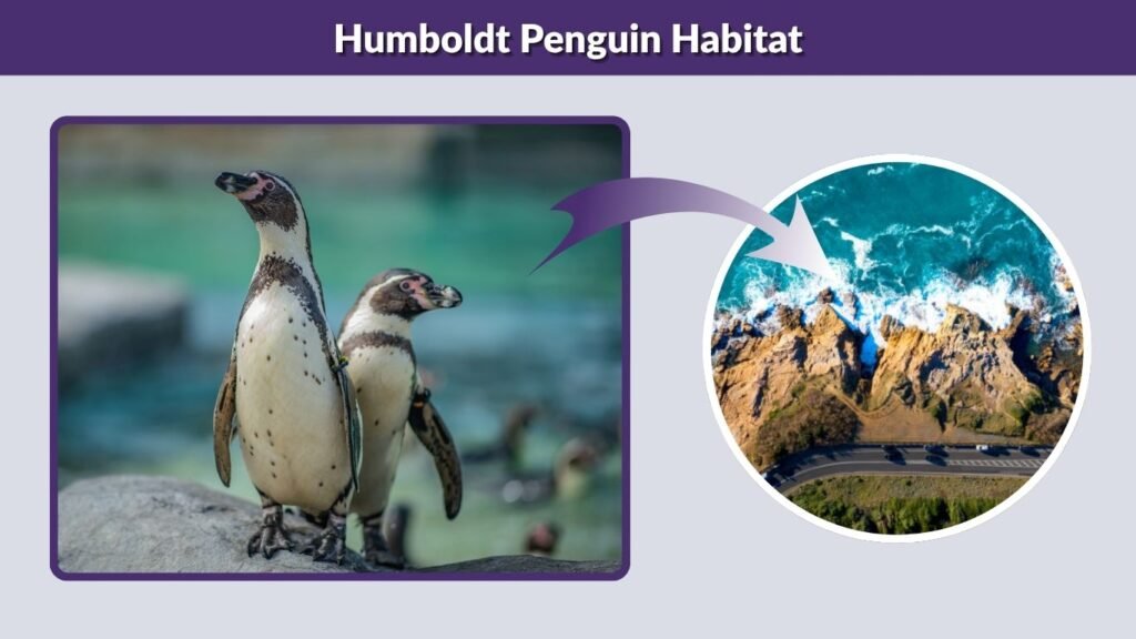 Humboldt Penguin Habitat