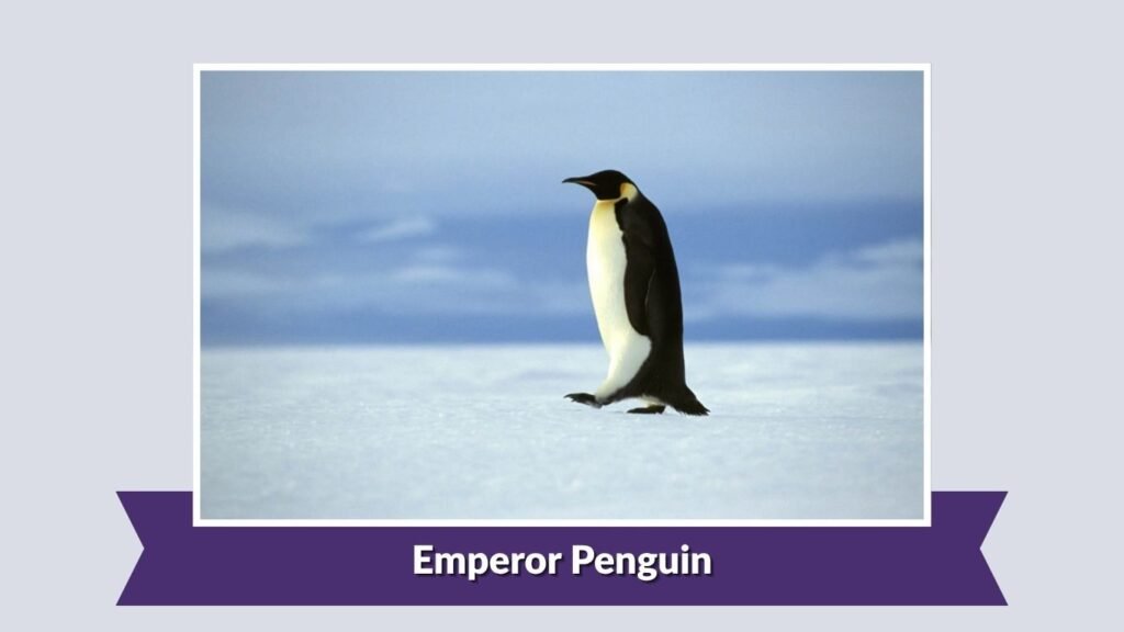 Emperor Penguin