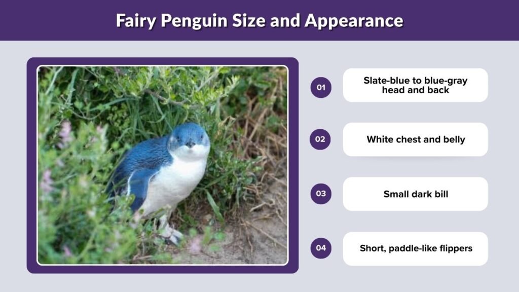 Fairy Penguin Size and Appearance