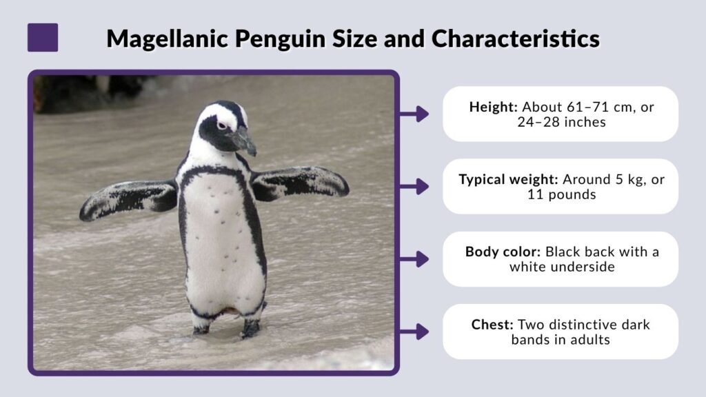 Magellanic Penguin Size and Characteristics