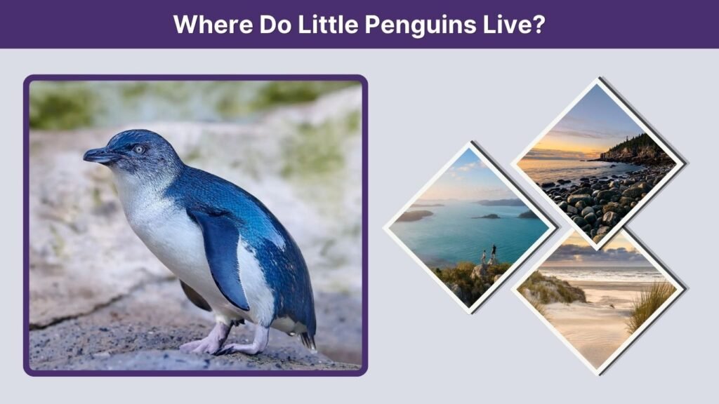 Where Do Little Penguins Live?