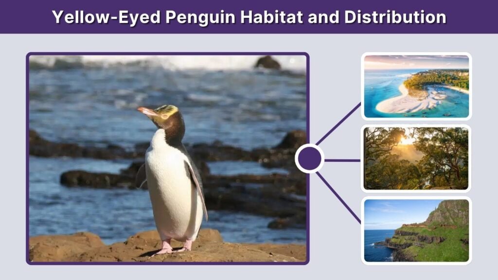 Yellow-Eyed Penguin Habitat and Distribution