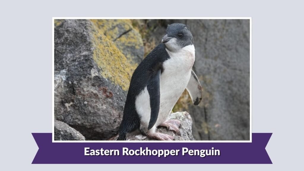  Eastern Rockhopper Penguin