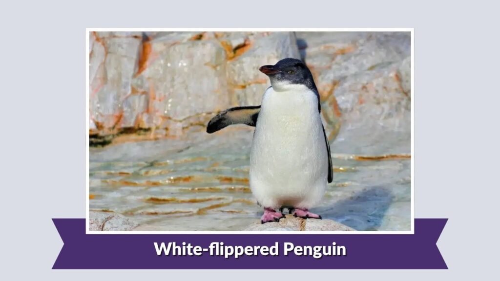 flippered Penguin
