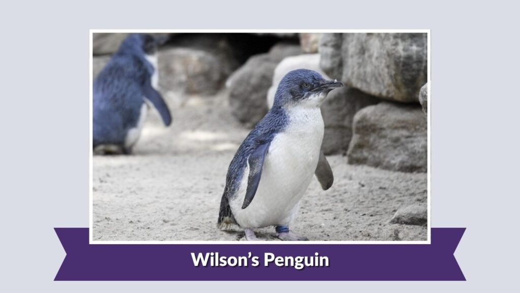  Wilson’s Penguin